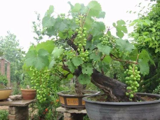葡萄盆栽能放室内阳台吗[葡萄可以栽在花盆里吗?]