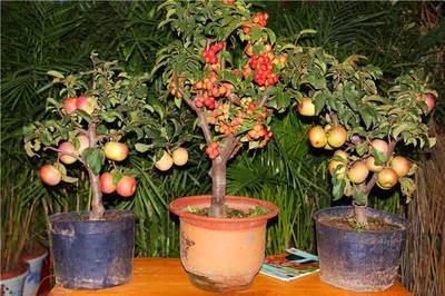 适合家庭盆栽的果树图片,适合家庭的盆景植物